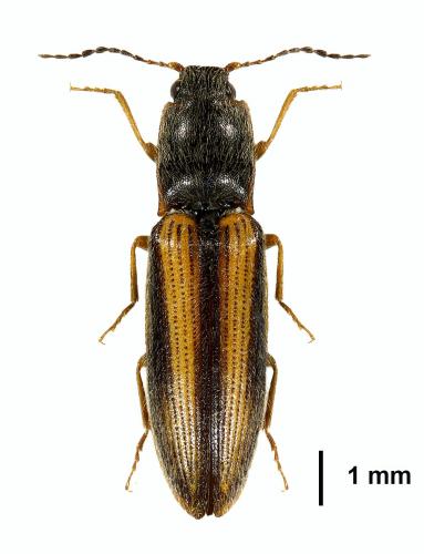 Réf. 198 605 : Athous vittatus